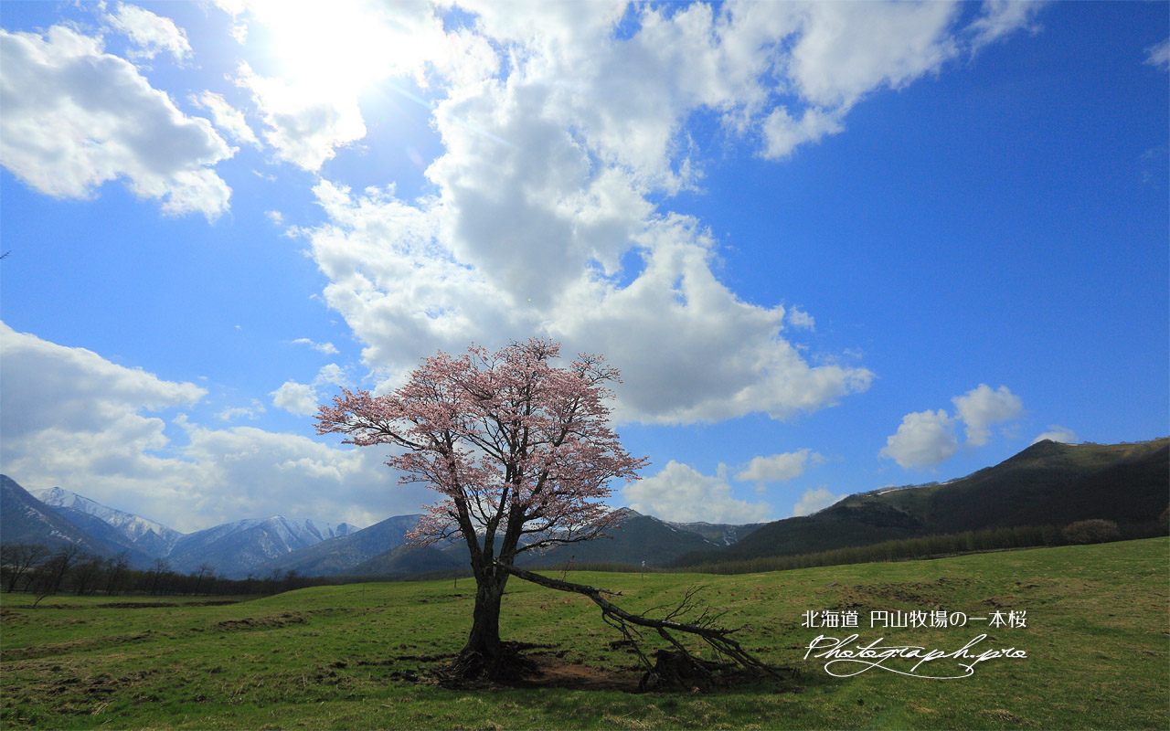 円山牧場の一本桜 壁紙