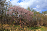 北新得墓地の桜