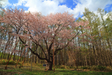 北新得墓地の桜