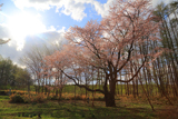 北新得墓地のエゾヤマザクラ