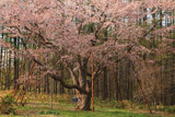 北新得墓地の桜