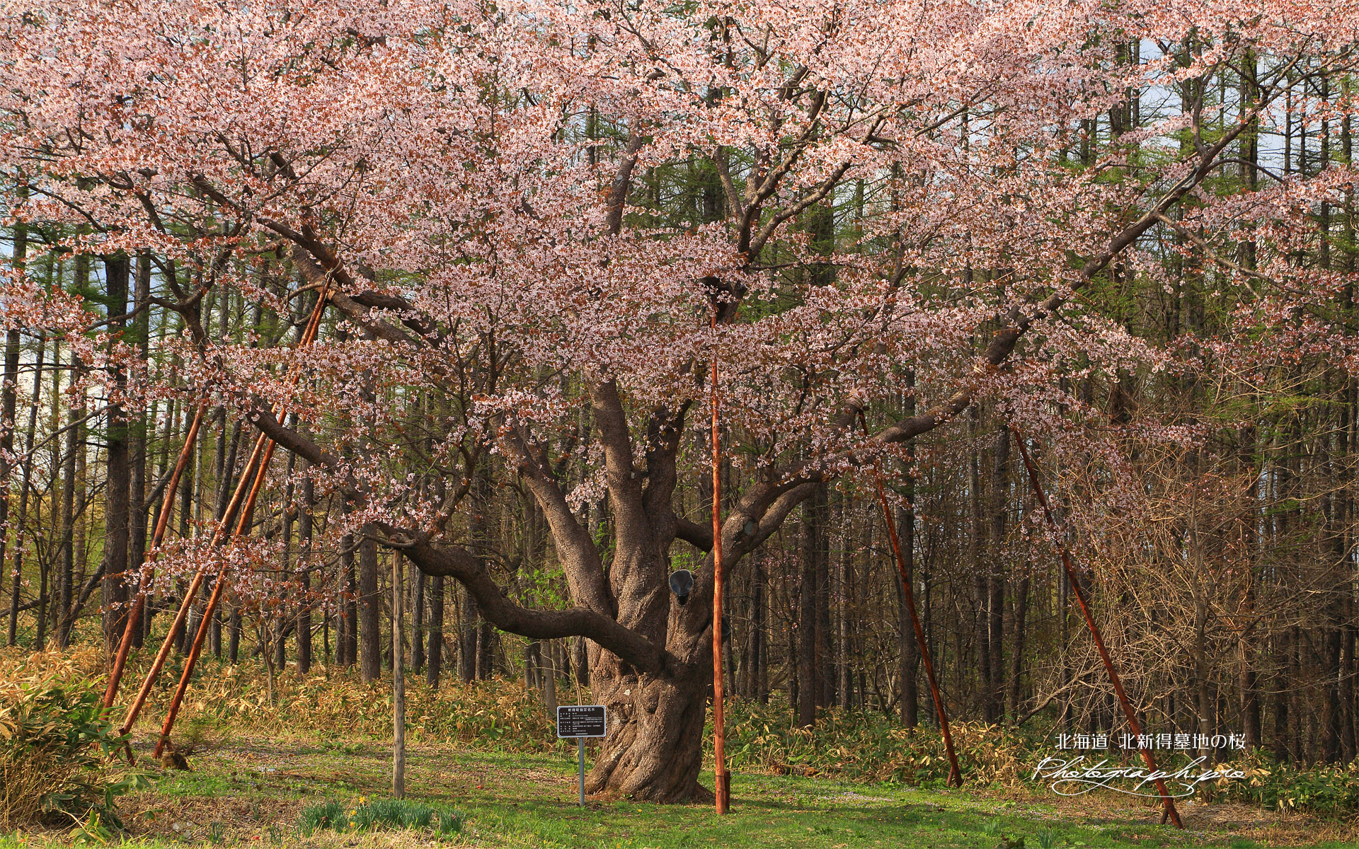 北新得墓地の桜