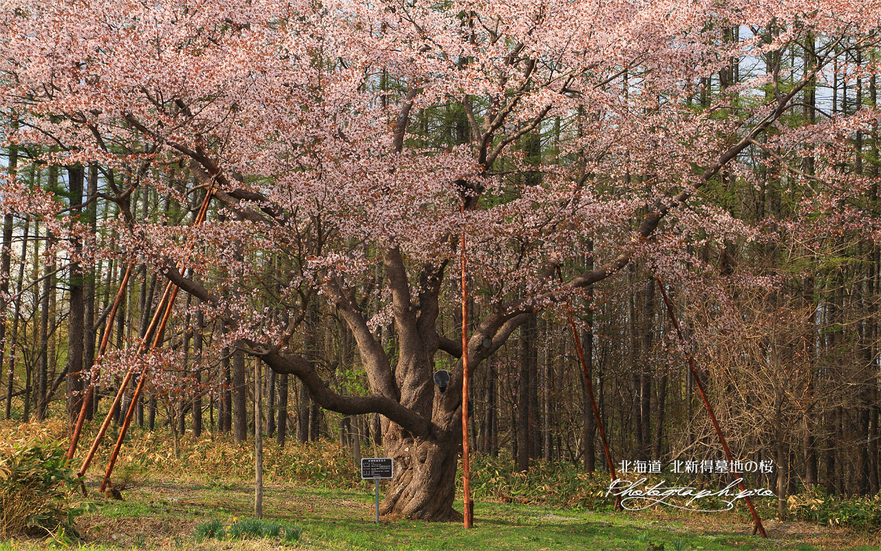 北新得墓地の桜 壁紙