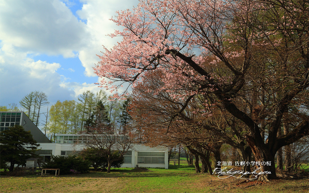 旧佐幌小学校の桜 壁紙