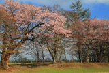 佐幌小学校の桜