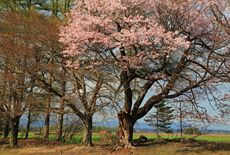 佐幌小学校の桜