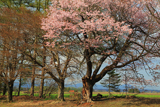 佐幌小学校の桜