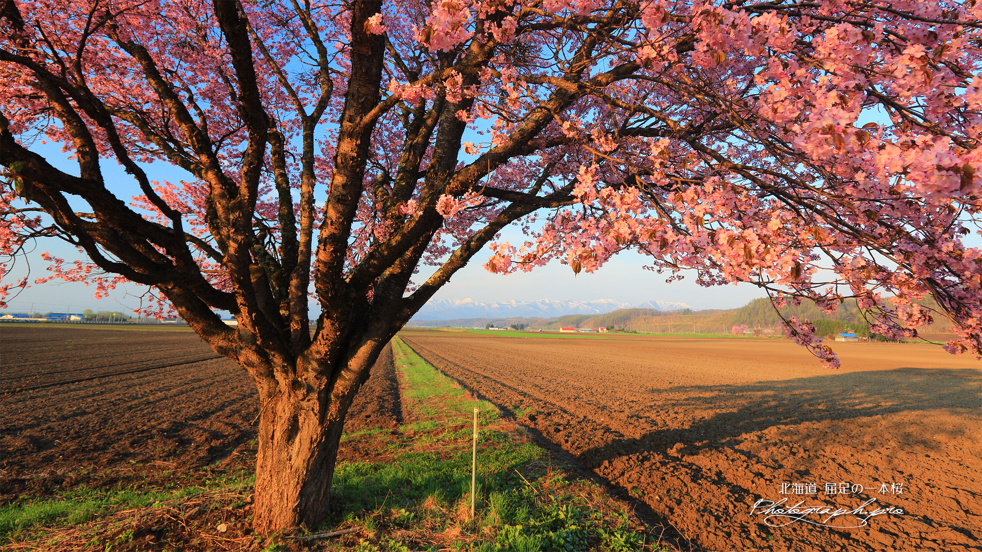 屈足の一本桜