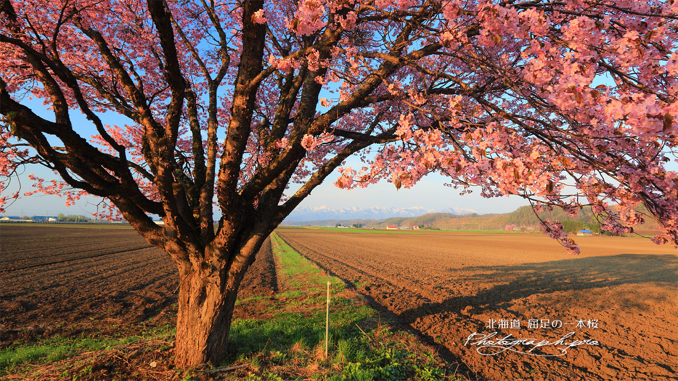 屈足の一本桜 壁紙