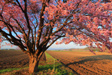 屈足の蝦夷山桜