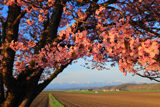 屈足の一本桜