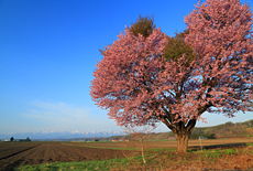 屈足の一本桜