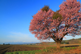 屈足の一本桜