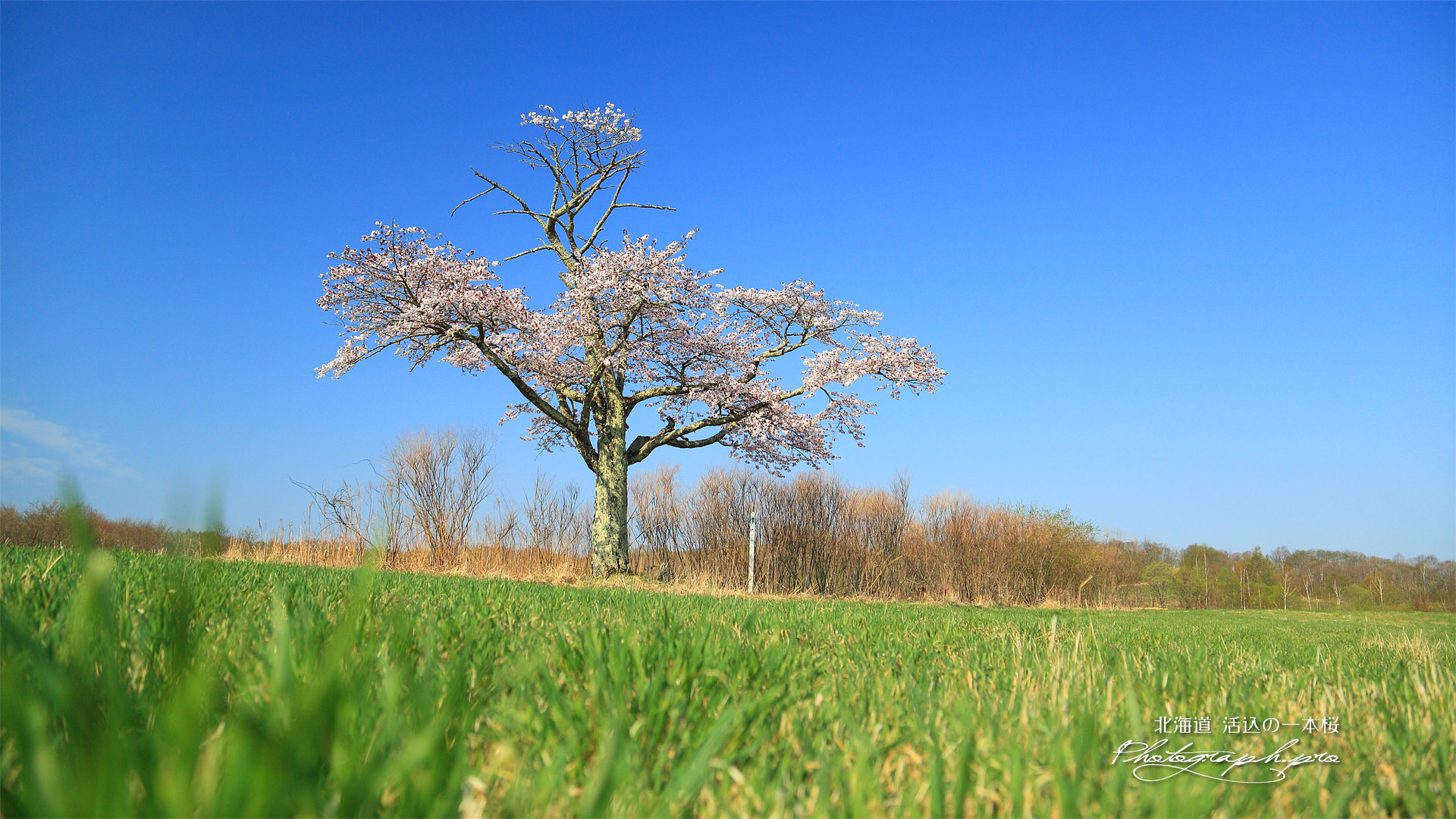 活込の一本桜