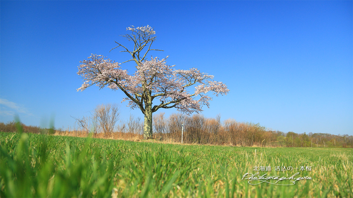 活込の一本桜 壁紙