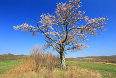 活込の一本桜