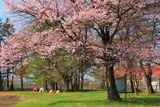 上押帯小学校の桜