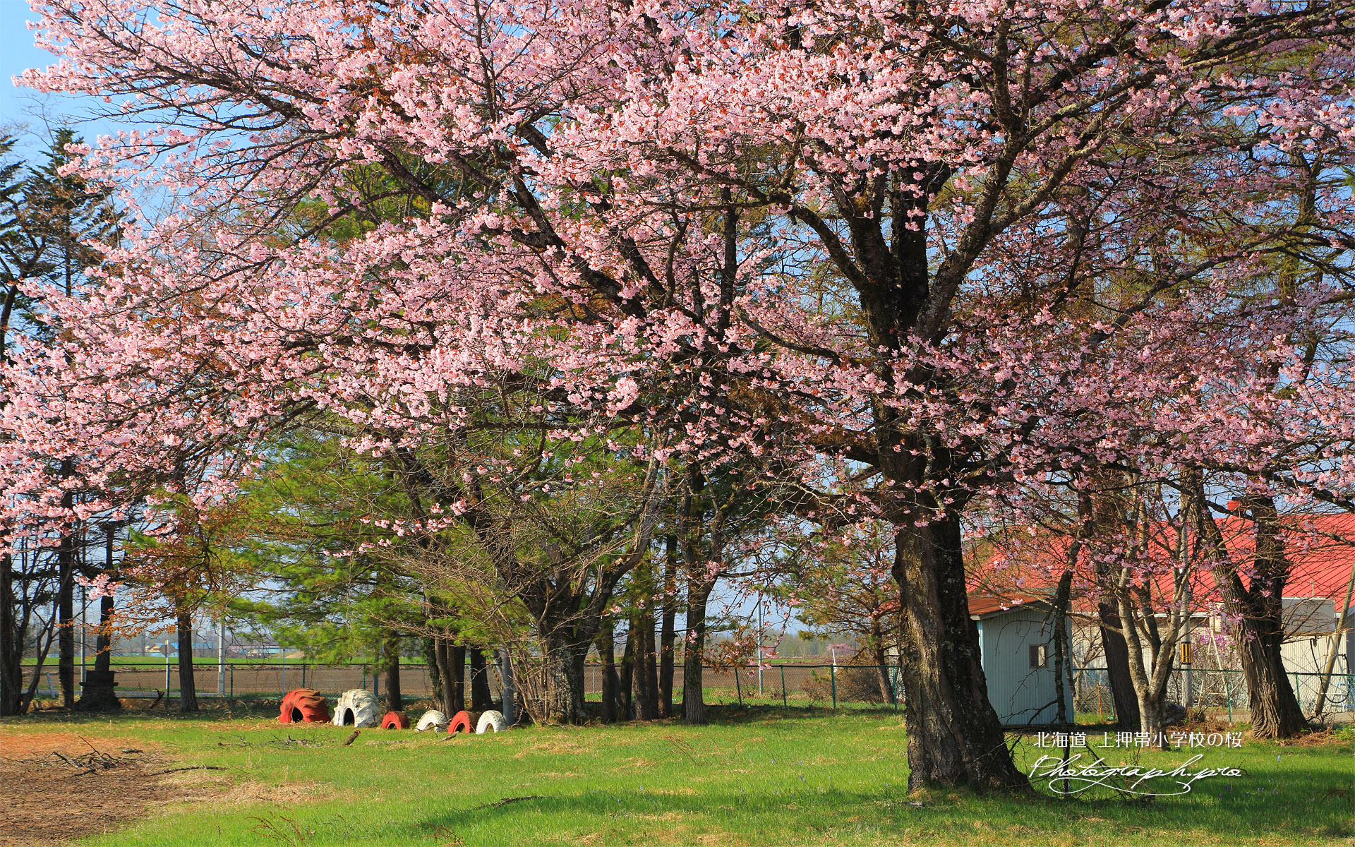 上押帯小学校の桜