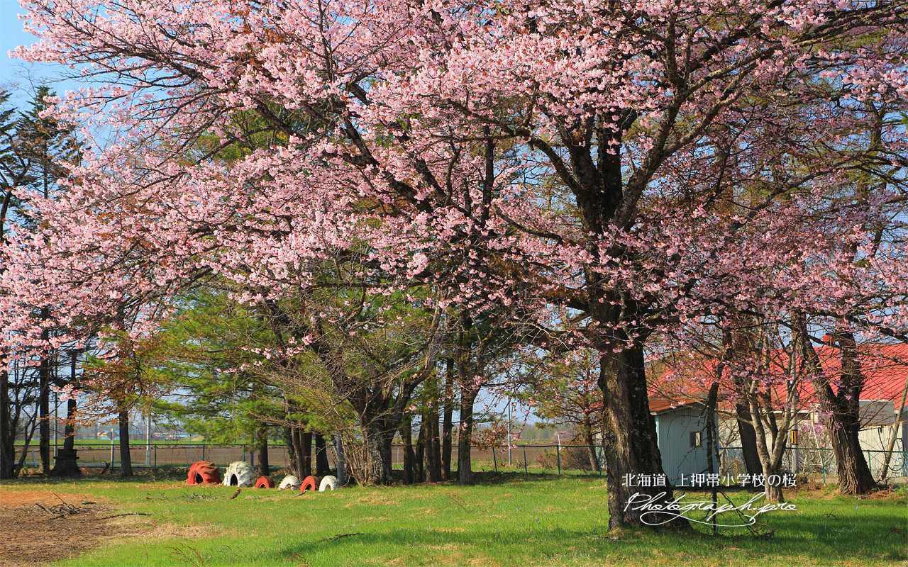 上押帯小学校の桜 壁紙