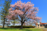 上押帯小学校の桜