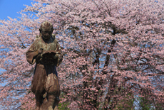 上居辺小学校の桜