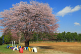 上居辺小学校の桜