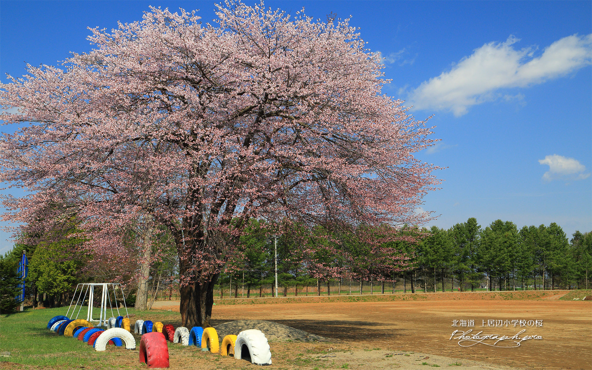 上居辺小学校の桜