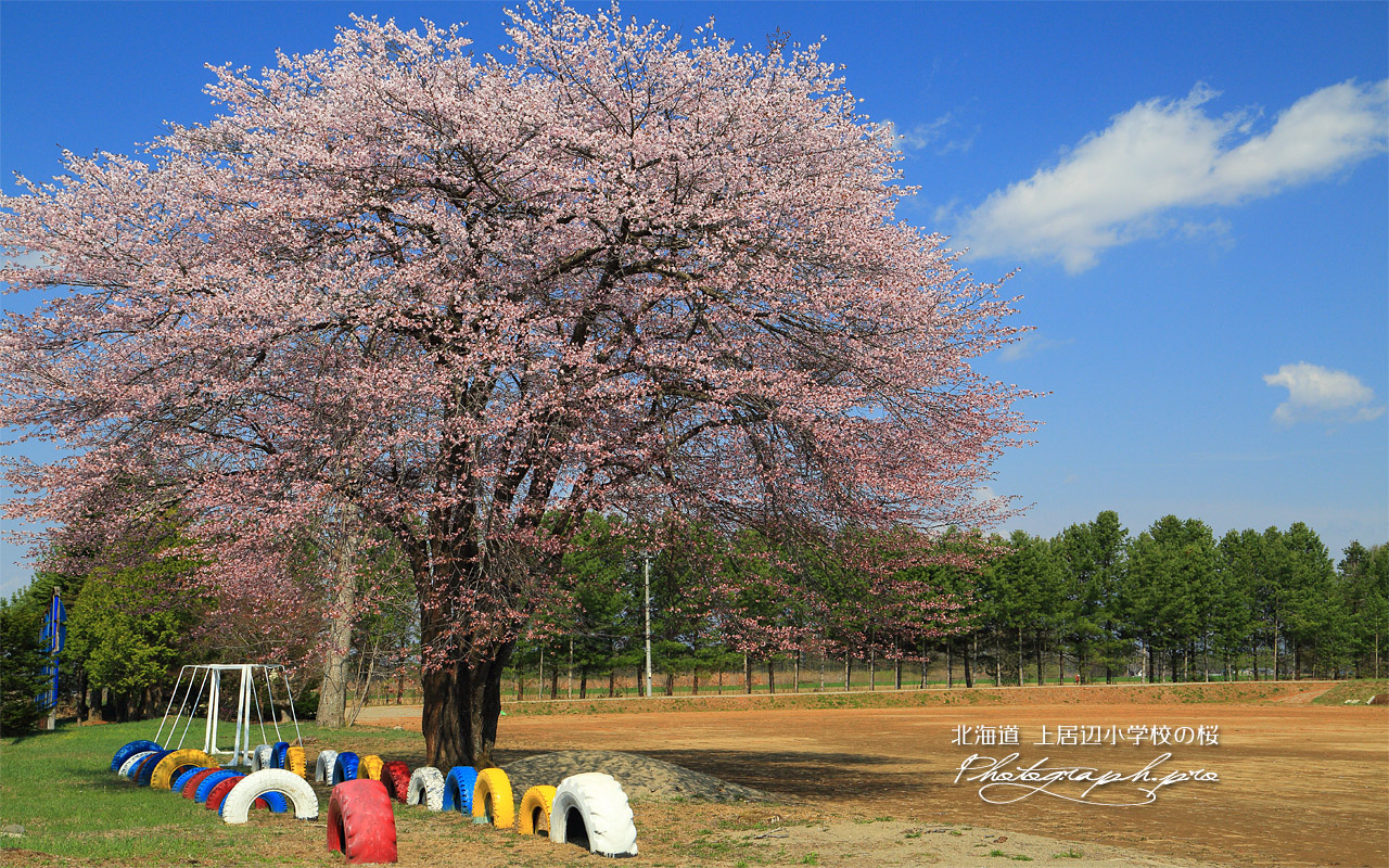 上居辺小学校の桜 壁紙
