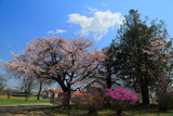 十勝育成牧場の百年桜
