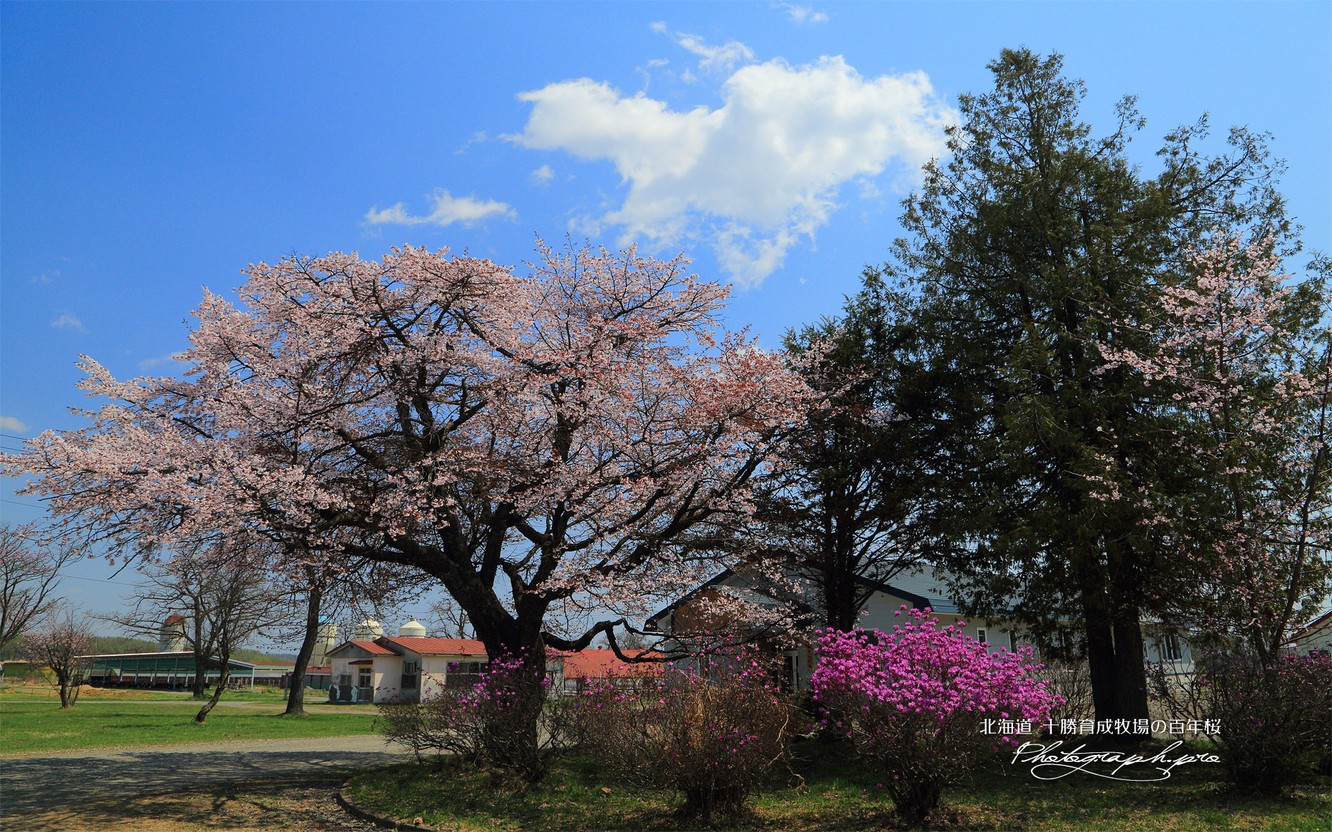十勝育成牧場の百年桜