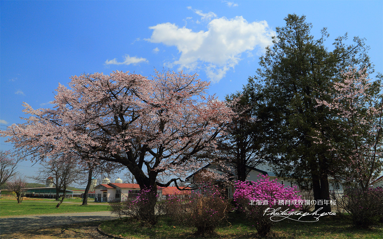十勝育成牧場の百年桜 壁紙
