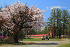 十勝育成牧場の百年桜