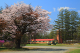 十勝育成牧場の百年桜