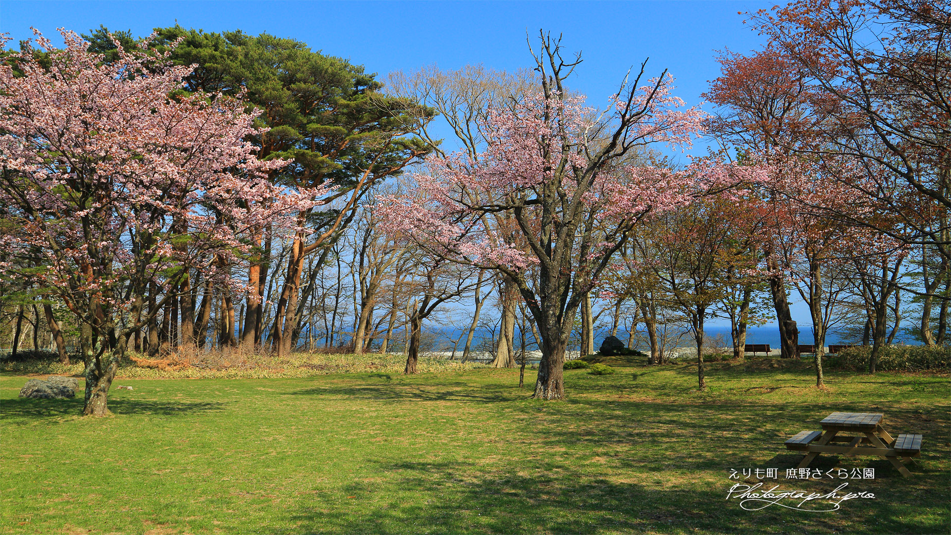 庶野さくら公園の桜