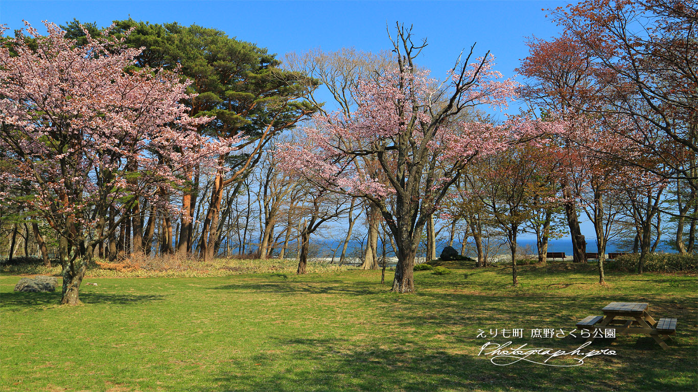 庶野さくら公園の桜 壁紙