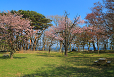 庶野さくら公園の桜