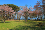 庶野さくら公園の桜