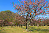 えりも町 庶野さくら公園