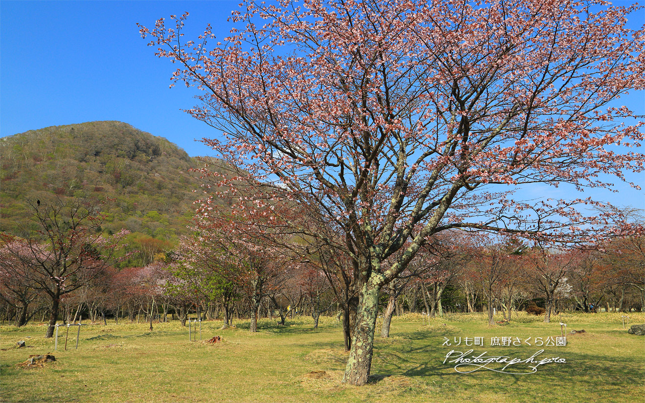 えりも町 庶野さくら公園 壁紙