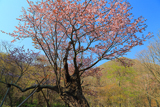 庶野の夫婦桜