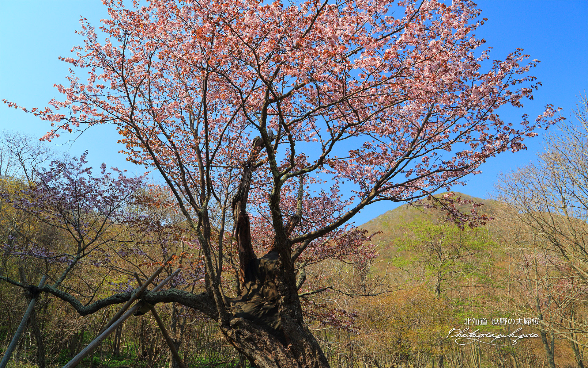 庶野の夫婦桜