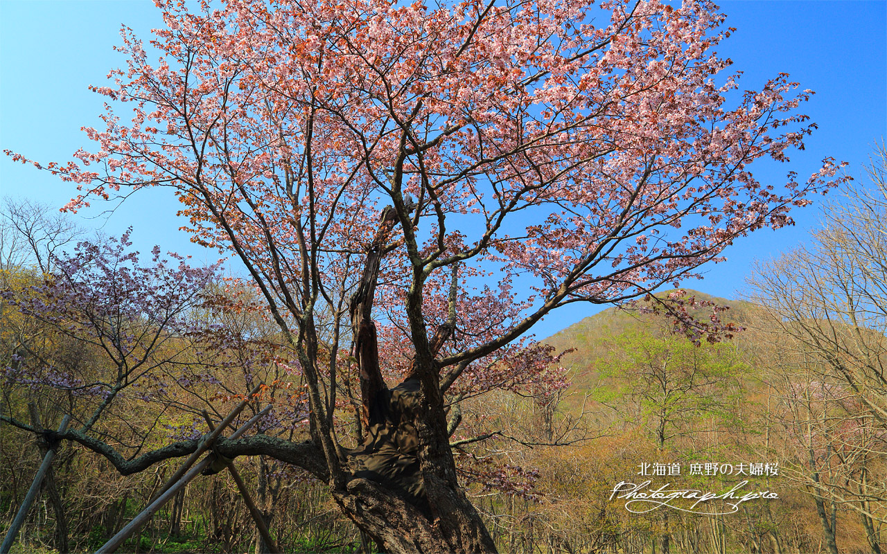 庶野の夫婦桜 壁紙