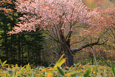 庶野の夫婦桜