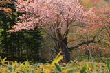 庶野の夫婦桜