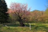 庶野の夫婦桜