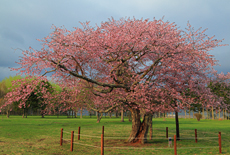 日高育成牧場の長寿桜