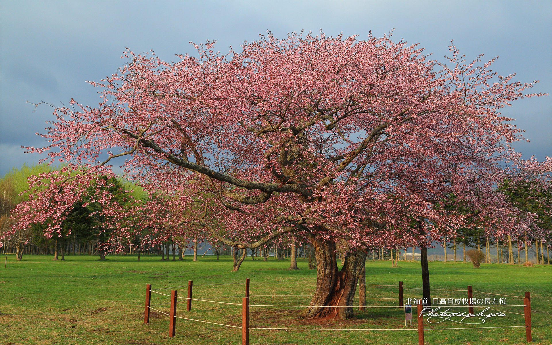 日高育成牧場の長寿桜