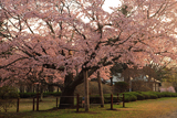 日高育成牧場の百年桜