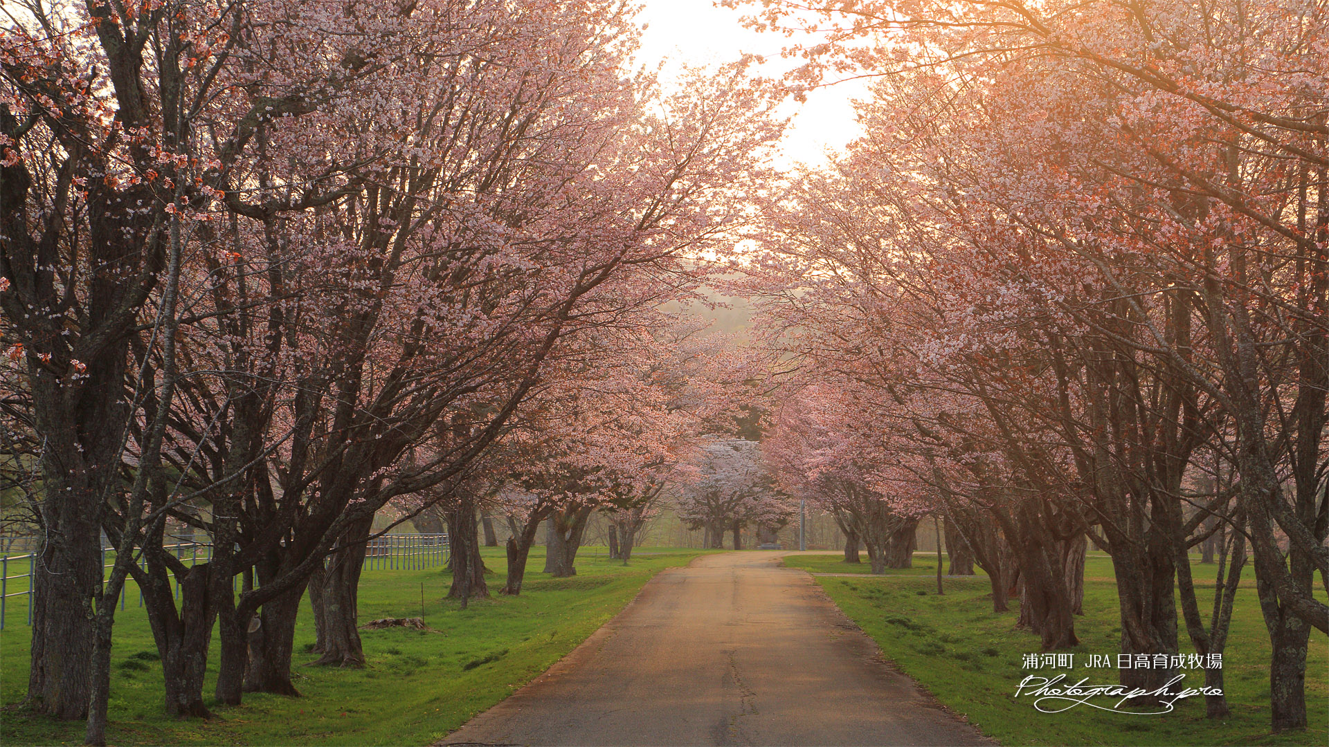浦河町 JRA日高育成牧場の桜並木
