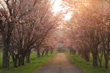 浦河町 JRA日高育成牧場の桜並木